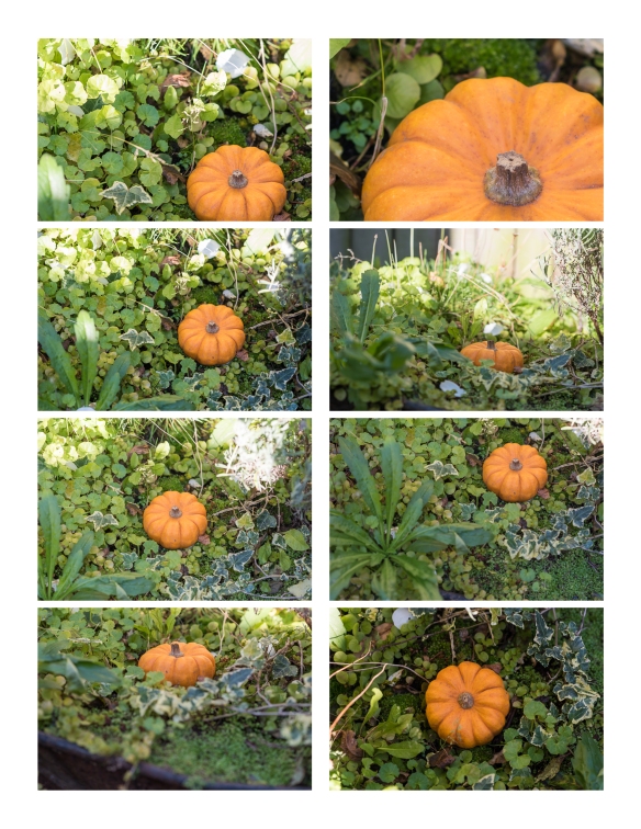 pumpkins contact sheet.jpg